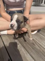 Cookies and cream , a female American Pit Bull Terrier and Black Mouth Cur for sale in Quaker Hill, CT – Photo 1 of 2