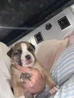 Cookies and cream , a female American Pit Bull Terrier and Black Mouth Cur for sale in Quaker Hill, CT – 1 of 4