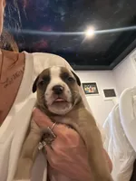 Cookies and cream , a female American Pit Bull Terrier and Black Mouth Cur for sale in Quaker Hill, CT – 4 of 4