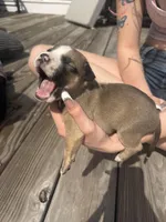 Cookies and cream , a female American Pit Bull Terrier and Black Mouth Cur for sale in Quaker Hill, CT – Photo 2 of 2