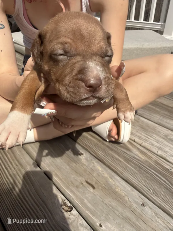 Butterscotch  – American Pit Bull Terrier, Black Mouth Cur puppy for sale in Quaker Hill, CT