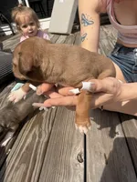 Butterscotch , a female American Pit Bull Terrier and Black Mouth Cur for sale in Quaker Hill, CT – Photo 2 of 2