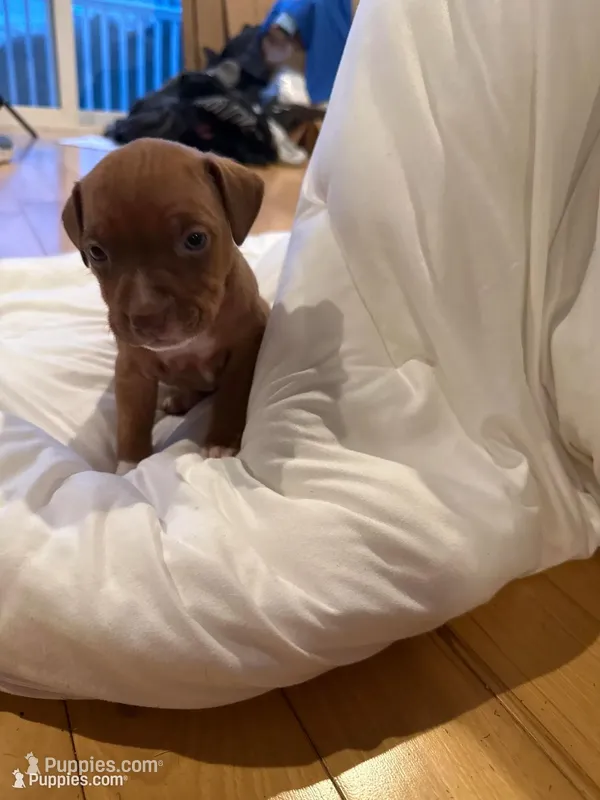 Butterscotch  – American Pit Bull Terrier, Black Mouth Cur puppy for sale in Quaker Hill, CT