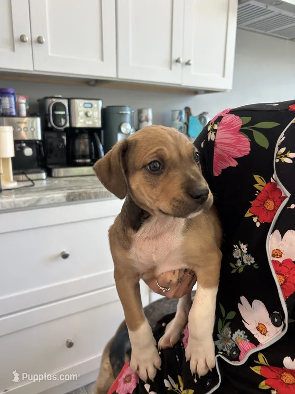 Cocoa  – American Pit Bull Terrier, Black Mouth Cur puppy for sale in Quaker Hill, CT