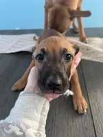 Polly , a female American Pit Bull Terrier and Black Mouth Cur for sale in Quaker Hill, CT – Photo 3 of 9