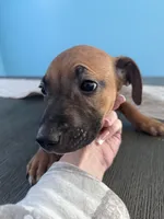 Polly , a female American Pit Bull Terrier and Black Mouth Cur for sale in Quaker Hill, CT – Photo 1 of 9