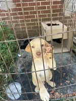 No name, a male German Shepherd Dog for sale in Indianapolis, IN – 2 of 2