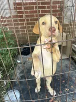 No name, a male German Shepherd Dog for sale in Indianapolis, IN – 1 of 2