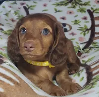 Sarabi, a female Miniature Dachshund for sale in Arthur, IL – 5 of 7