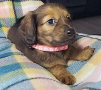 Daphne, a female Miniature Dachshund for sale in Arthur, IL – 3 of 10