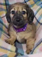 Velma, a female Miniature Dachshund for sale in Arthur, IL – 5 of 10