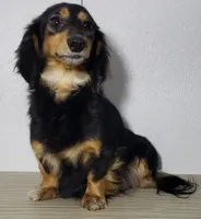 Scooby, a male Miniature Dachshund for sale in Arthur, IL – 8 of 8