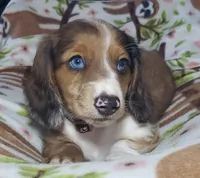 Simba , a male Miniature Dachshund for sale in Arthur, IL – 3 of 10
