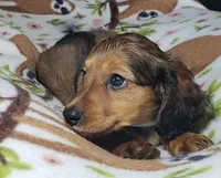 Mufasa, a male Miniature Dachshund for sale in Arthur, IL – 3 of 10
