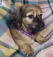 Velma, a female Miniature Dachshund for sale in Arthur, IL – 6 of 10