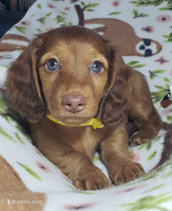 Sarabi – Miniature Dachshund puppy for sale in Arthur, IL
