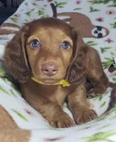 Sarabi, a female Miniature Dachshund for sale in Arthur, IL – 1 of 7