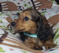 Mufasa, a male Miniature Dachshund for sale in Arthur, IL – 5 of 10