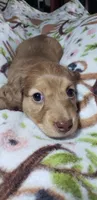 Gracie , a female Miniature Dachshund for sale in Arthur, IL – Photo 4 of 7