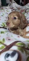 Gracie , a female Miniature Dachshund for sale in Arthur, IL – Photo 3 of 7