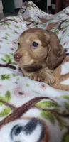 Gracie , a female Miniature Dachshund for sale in Arthur, IL – Photo 5 of 7