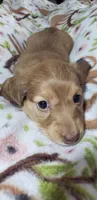 Gracie , a female Miniature Dachshund for sale in Arthur, IL – Photo 2 of 7