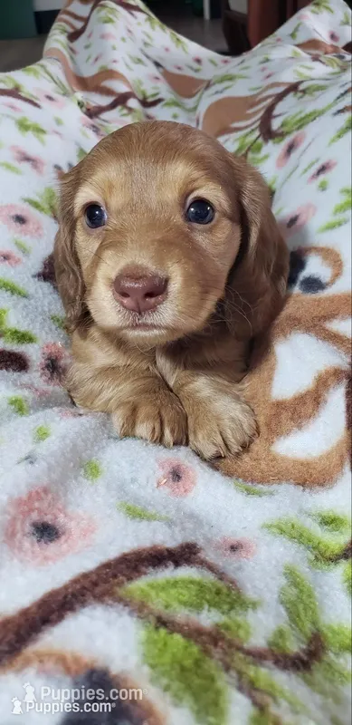 Gracie  – Miniature Dachshund puppy on hold in Arthur, IL