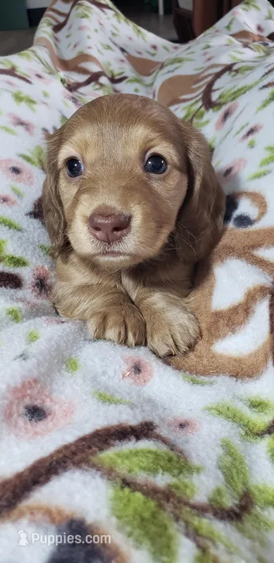 Gracie  – Miniature Dachshund puppy for sale in Arthur, IL