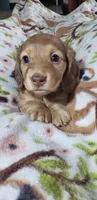 Gracie , a female Miniature Dachshund for sale in Arthur, IL – Photo 1 of 7