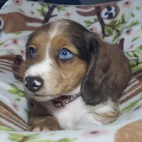 Simba , a male Miniature Dachshund for sale in Arthur, IL – 2 of 10