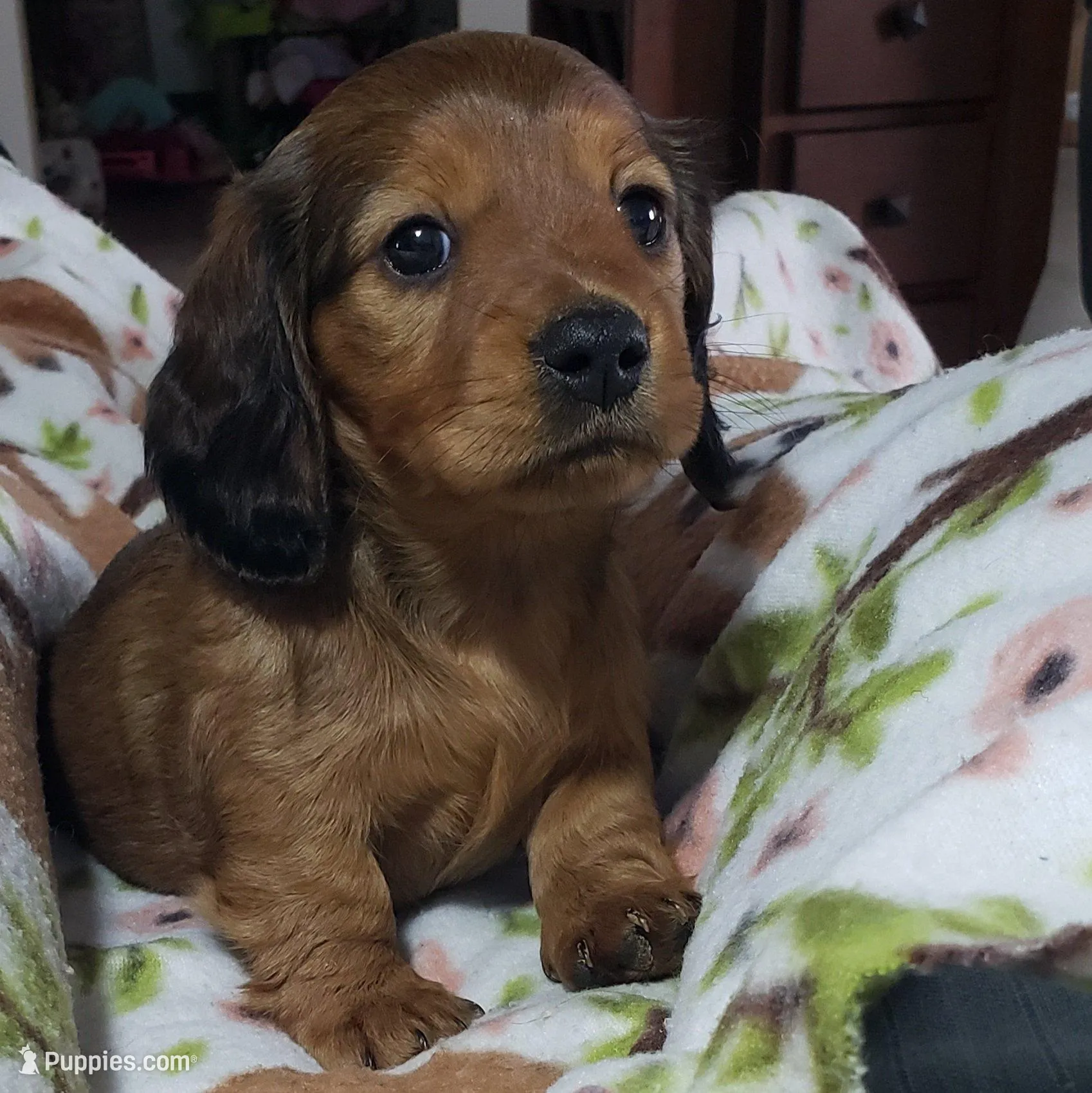 Oakley, a female Miniature Dachshund for sale in Arthur, IL – Photo 3 of 9