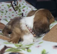 Simba , a male Miniature Dachshund for sale in Arthur, IL – 6 of 10