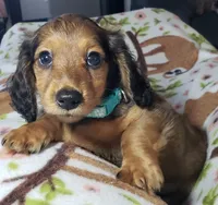 Mufasa, a male Miniature Dachshund for sale in Arthur, IL – 7 of 10
