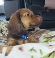 Shaggy, a male Miniature Dachshund for sale in Arthur, IL – 1 of 6