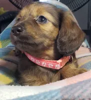 Daphne, a female Miniature Dachshund for sale in Arthur, IL – 4 of 10