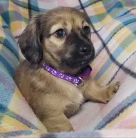 Velma, a female Miniature Dachshund for sale in Arthur, IL – 3 of 10