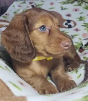 Sarabi, a female Miniature Dachshund for sale in Arthur, IL – 2 of 7