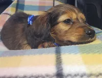Scooby, a male Miniature Dachshund for sale in Arthur, IL – 5 of 8