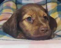 Shaggy, a male Miniature Dachshund for sale in Arthur, IL – 5 of 7