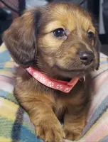 Daphne, a female Miniature Dachshund for sale in Arthur, IL – 7 of 10