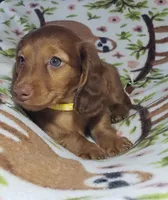 Sarabi, a female Miniature Dachshund for sale in Arthur, IL – 4 of 7