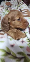 Harlie, a female Miniature Dachshund for sale in Arthur, IL – Photo 4 of 7