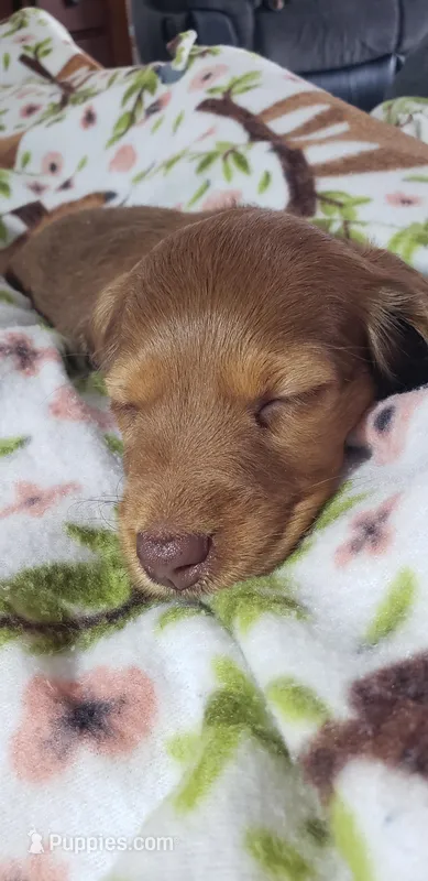 Harlie – Miniature Dachshund puppy for sale in Arthur, IL