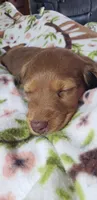 Harlie, a female Miniature Dachshund for sale in Arthur, IL – Photo 2 of 7