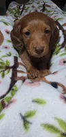 Harlie, a female Miniature Dachshund for sale in Arthur, IL – Photo 1 of 7