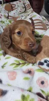Harlie, a female Miniature Dachshund for sale in Arthur, IL – Photo 5 of 7