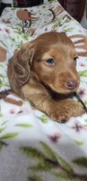 Harlie, a female Miniature Dachshund for sale in Arthur, IL – Photo 3 of 7