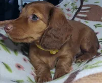 Sarabi, a female Miniature Dachshund for sale in Arthur, IL – 3 of 7