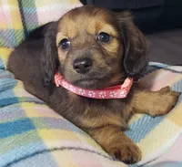Daphne, a female Miniature Dachshund for sale in Arthur, IL – 2 of 10