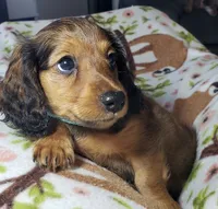 Mufasa, a male Miniature Dachshund for sale in Arthur, IL – 8 of 10
